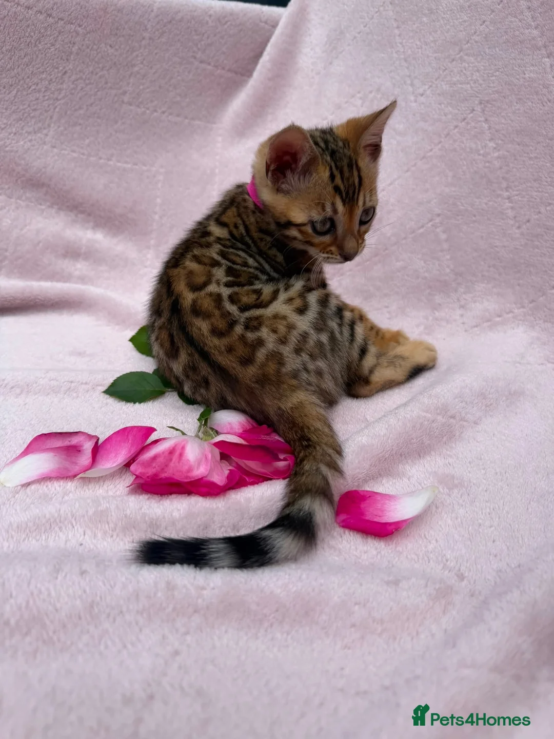 Bengal cats for sale: 🐆✨Outstanding TICA Registered Bengal cubs  ✨🐆 - Advert 1