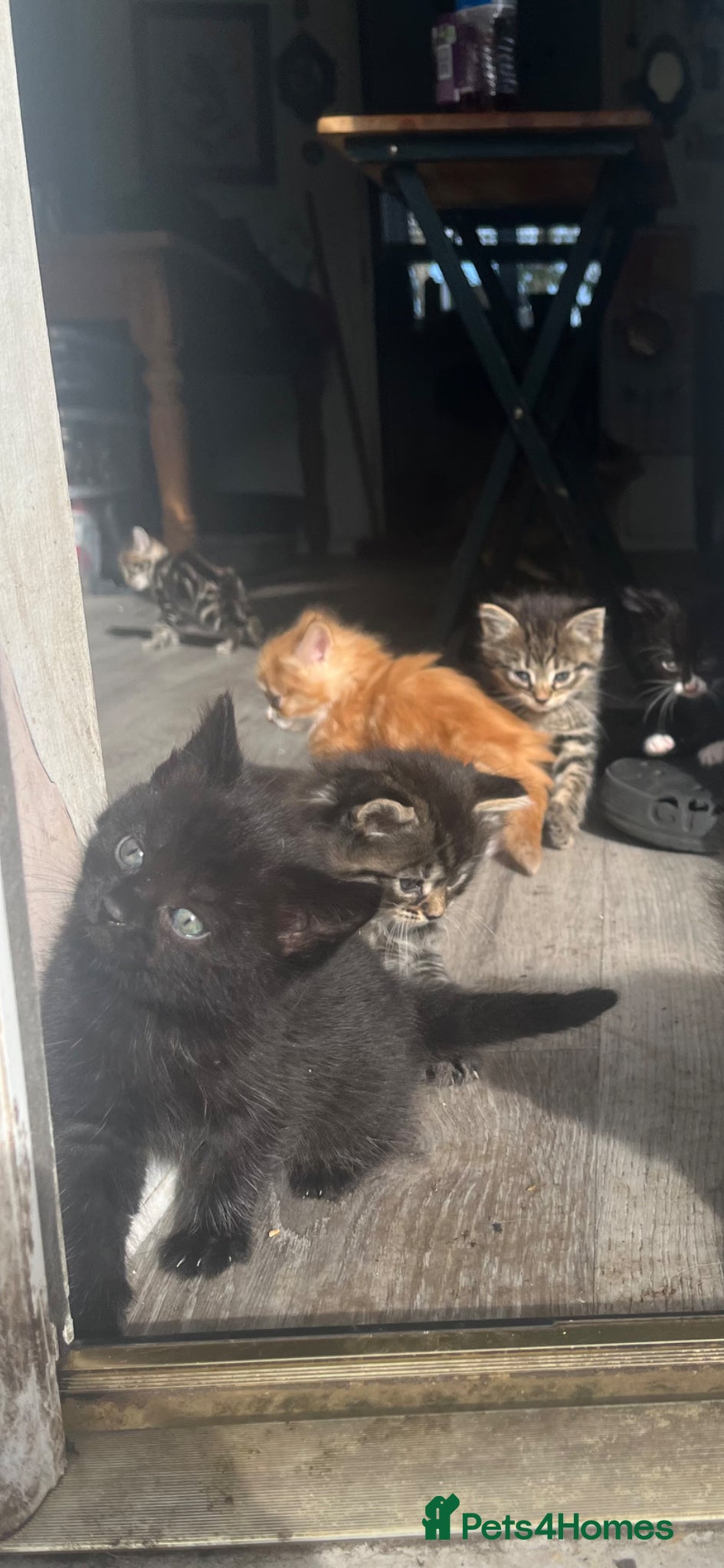 Mixed Breed cats Adorable Kittens for sale - Advert 4