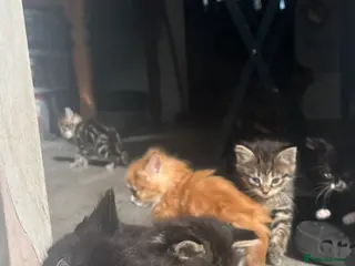 Mixed Breed cats Adorable Kittens for sale - Advert 4