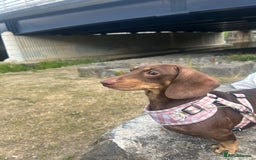 Miniature Dachshund dogs for sale: Miniature dachshunds for sale   - Image 6