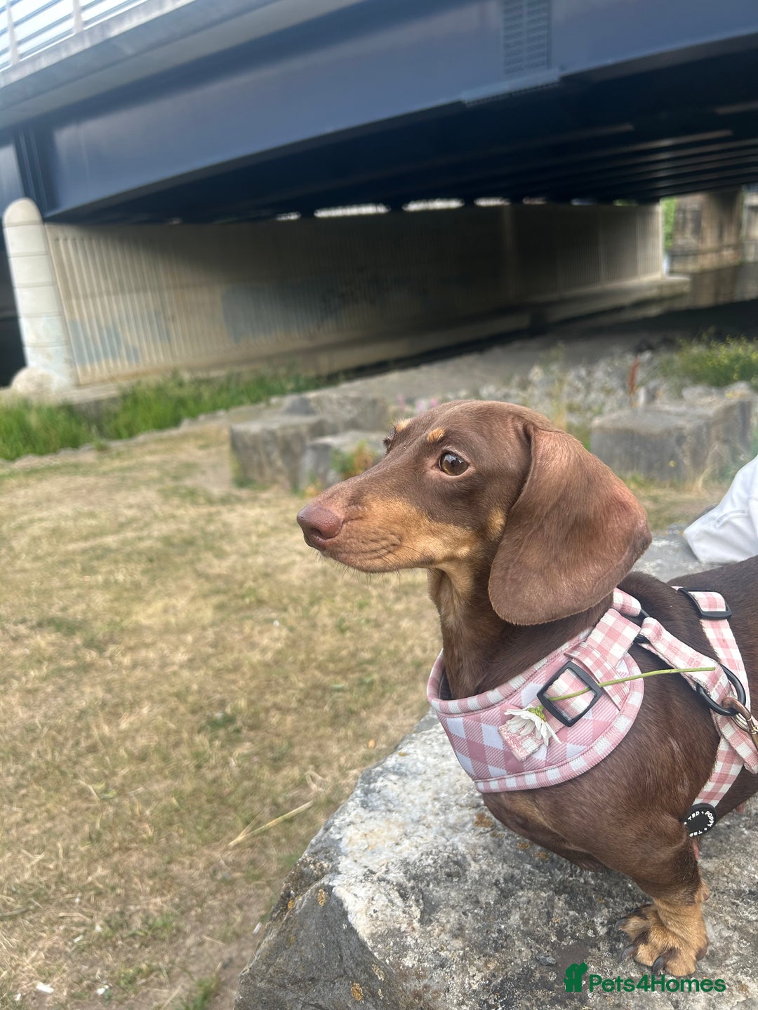 Miniature Dachshund dogs for sale: Miniature dachshunds for sale   - Image 6