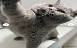 British Shorthair cats for sale: British Shorthair Kittens - Image 39