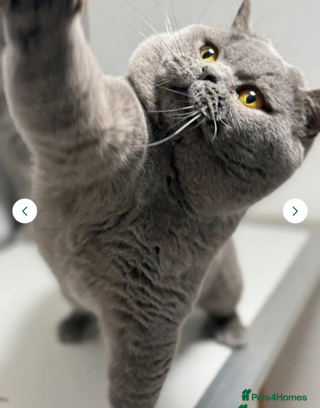 British Shorthair cats for sale: British Shorthair Kittens - Image 39