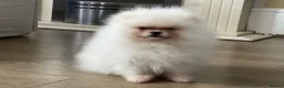 Pomeranian dogs for sale:     Luxury White Pomeranian Puppies  - Advert 8