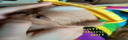 Shih Tzu dogs for sale: Beautiful Shih Tzu Puppies, lovely Temperaments in Port Talbot - Advert 10