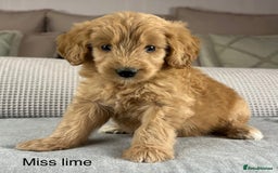 Goldendoodle dogs for sale: Hereditary clear mum. Fully hip elbow and DNA Dad. - Image 39