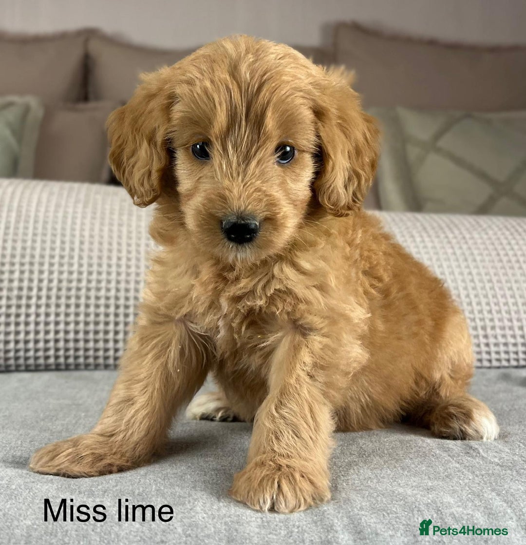 Goldendoodle dogs for sale: Hereditary clear mum. Fully hip elbow and DNA Dad. - Image 39