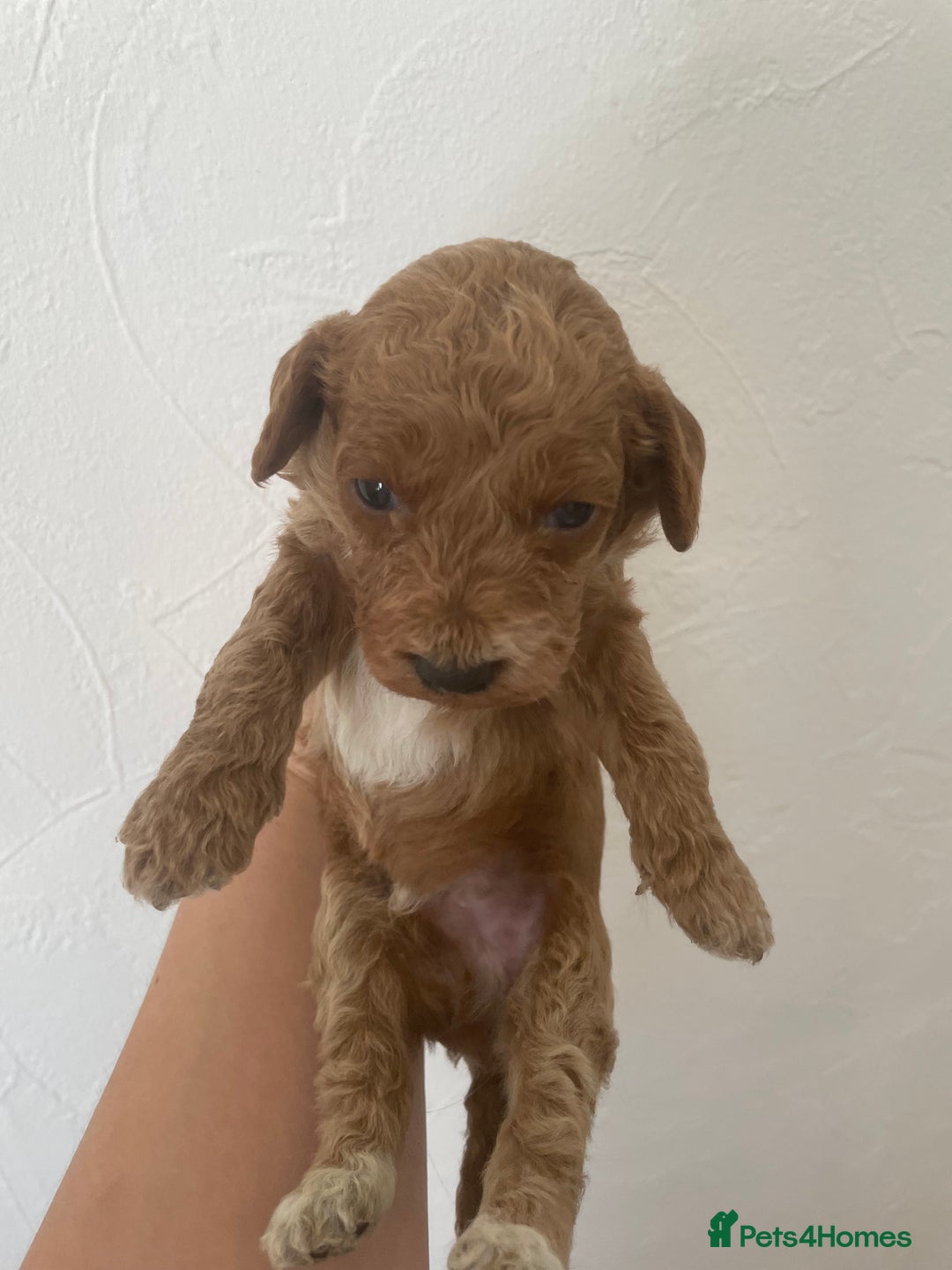 Cockapoo dogs for sale: ⭐️⭐️7 gorgeous toy cockapoo pups F1b ⭐️⭐️🧸 - Image 9