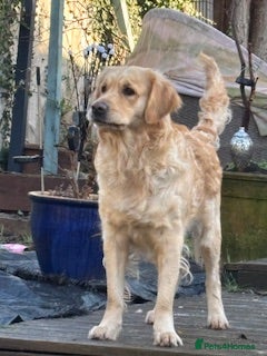 Golden Retriever dogs Registered Golden retriever puppies - Advert 1