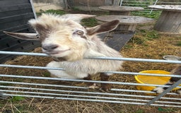Goats livestock for sale: Male pygmy goat for sale - Image 6