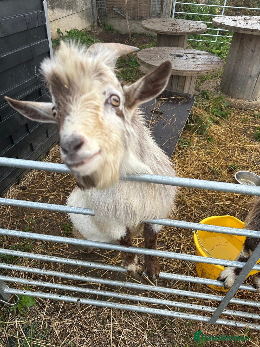 Goats livestock for sale: Male pygmy goat for sale - Image 6