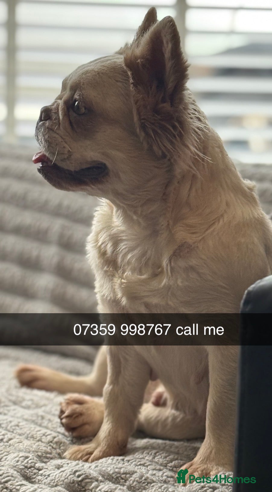 French Bulldog dogs Amazing fluffy girl - Advert 14