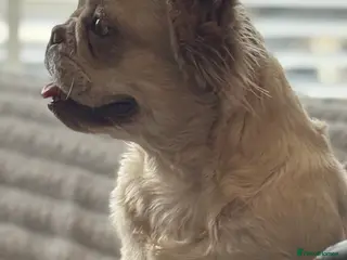 French Bulldog dogs Amazing fluffy girl - Advert 14