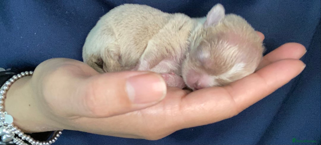 Chihuahua dogs for sale: Exquisite KC Registered Apple Chihuahua Puppies 💖 - Image 12