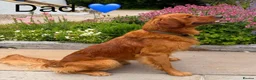 Golden Retriever dogs for sale: Rare Red Golden Retriever Puppies - Advert 8