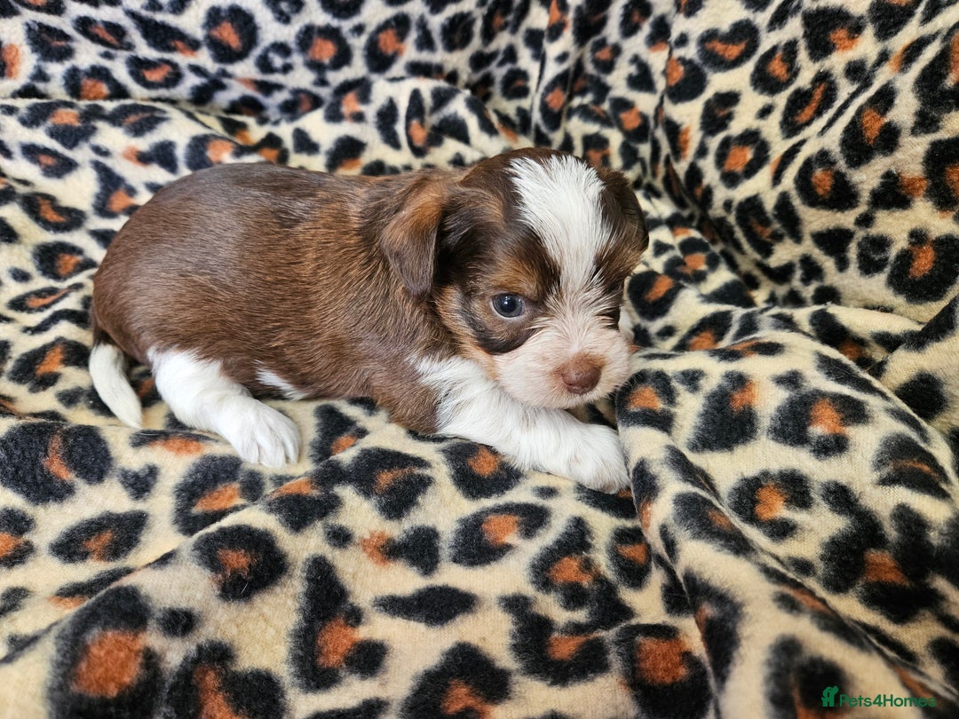 Yorkshire Terrier dogs for sale: 🤎 DNA tested parents 🤎 Yorkie puppies  - Advert 9