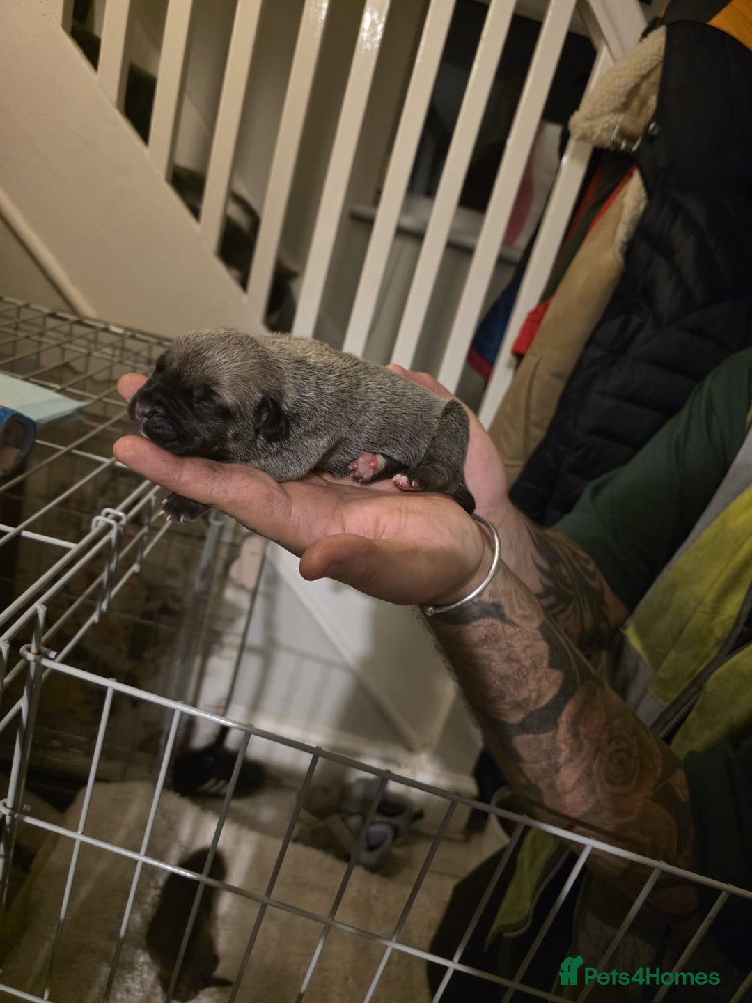 Cane Corso dogs for sale: Cane corso pups - Image 20