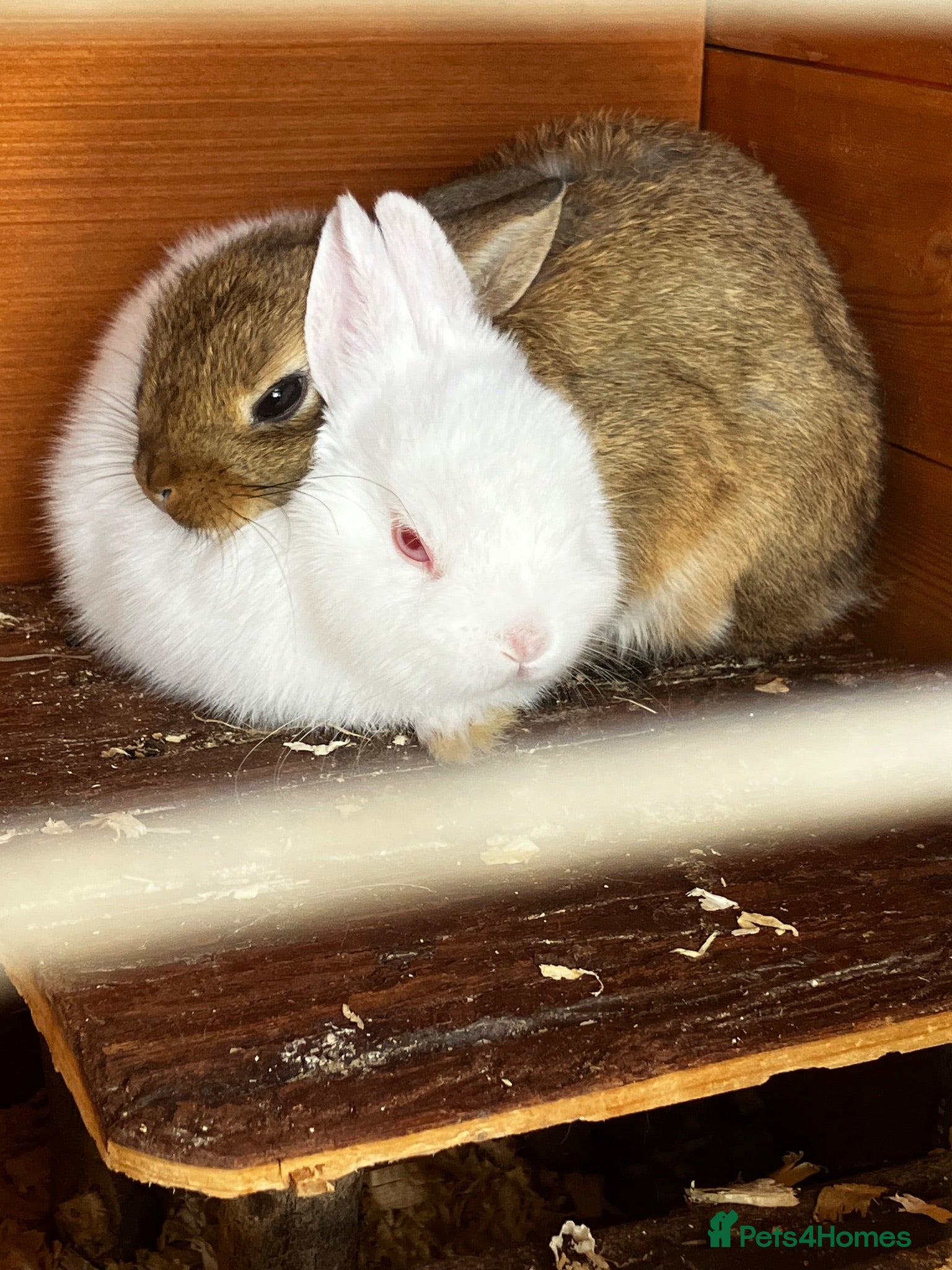 Netherland Dwarf rabbits LAST BABY Netherland Dwarfs! - Advert 10