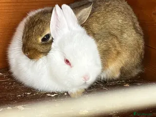 Netherland Dwarf rabbits LAST BABY Netherland Dwarfs! - Advert 10