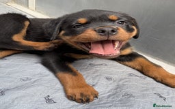 Rottweiler dogs for sale: 🐾🖤 Adorable Rottweiler Puppies for Sale! 🐶💕 - Image 3