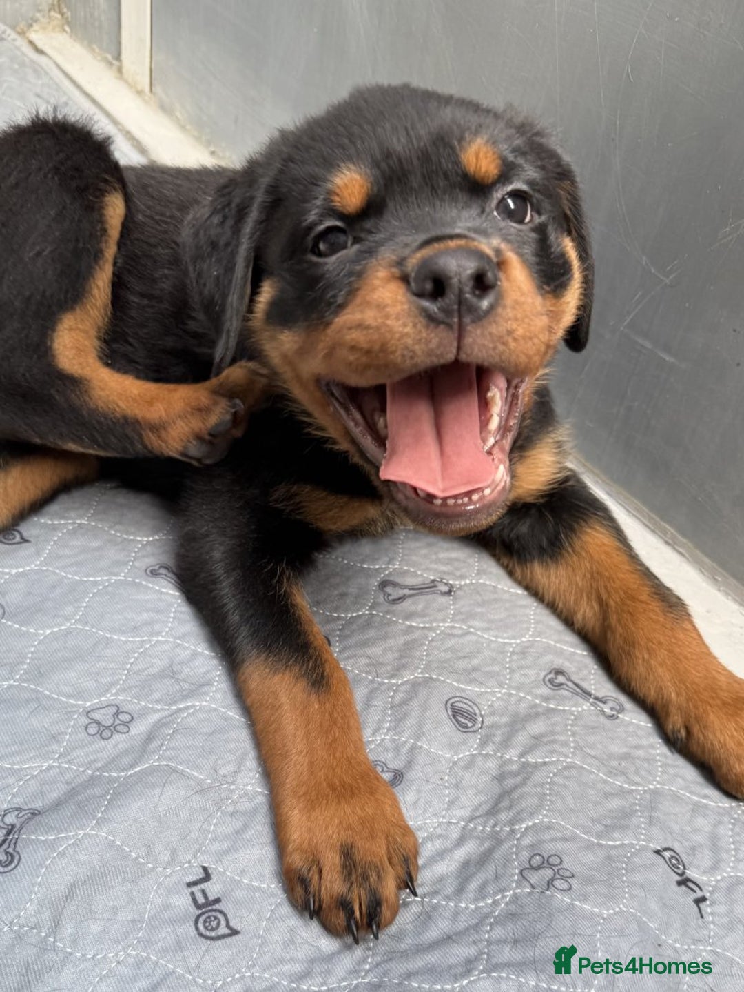 Rottweiler dogs for sale: 🐾🖤 Adorable Rottweiler Puppies for Sale! 🐶💕 - Image 3