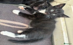 Korat cats for sale: KITTENS FOR FREE!!! NEED GONE ASAP! - Image 2