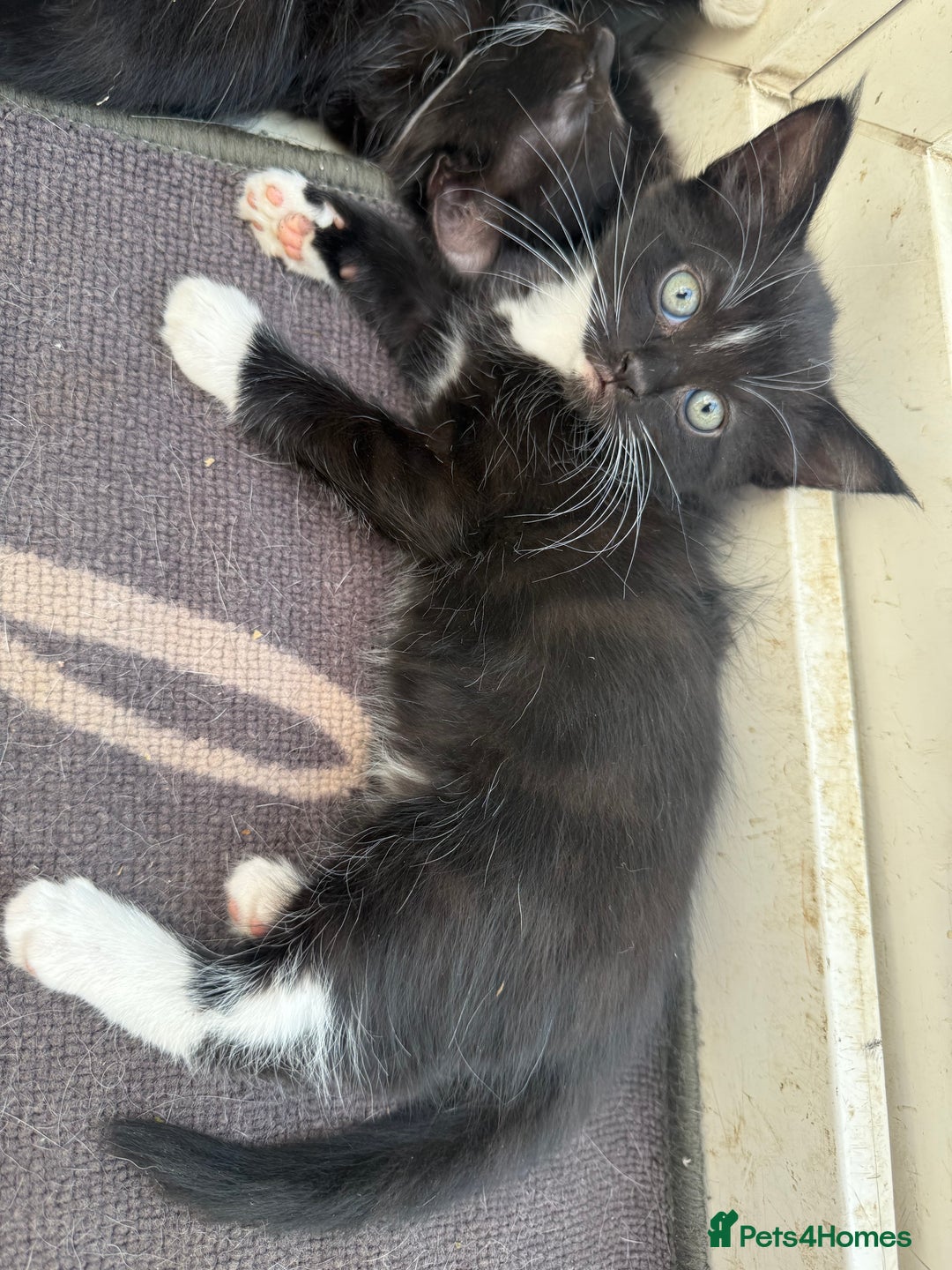 Korat cats for sale: KITTENS FOR FREE!!! NEED GONE ASAP! - Image 2