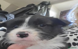 Jackapoo dogs for sale: Super Cute Jackapoo babies - Image 7