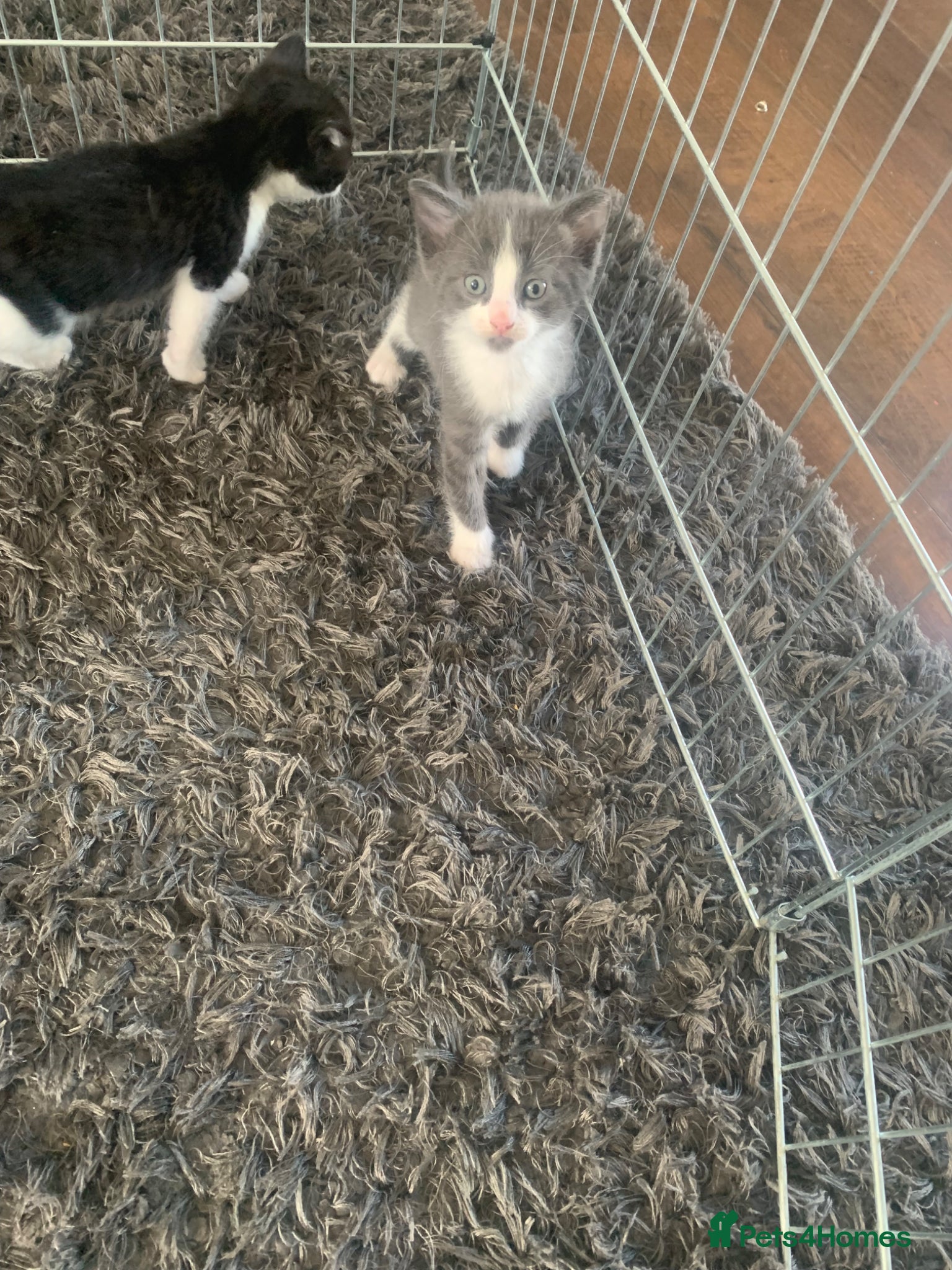 Mixed Breed cats 4 beautiful kittens for sale - Advert 3