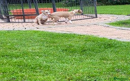 Italian Greyhound dogs for sale: Beautiful Italian greyhounds  - Image 14