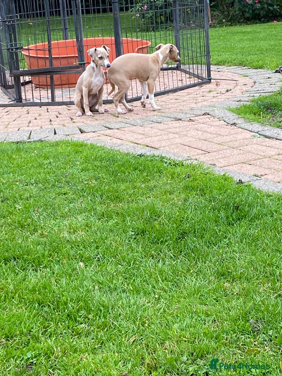 Italian Greyhound dogs for sale: Beautiful Italian greyhounds  - Image 14