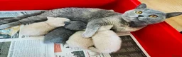 British Shorthair cats for sale: Cream pure  British Shorthair kittens in Portree - Advert 7