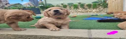 Golden Retriever dogs for sale: Stunning dark golden retriever puppies for sale - Advert 36