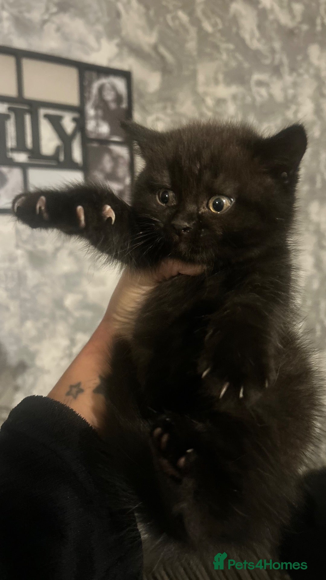 British Shorthair cats Beautiful bsh kittens  - Advert 15