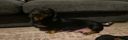 Dachshund dogs for sale: Beautiful black and tan Daschund puppies. - Advert 2