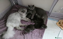 Scottish Fold cats for sale: Scottish straight ears kittens,READY NOW! - Image 9