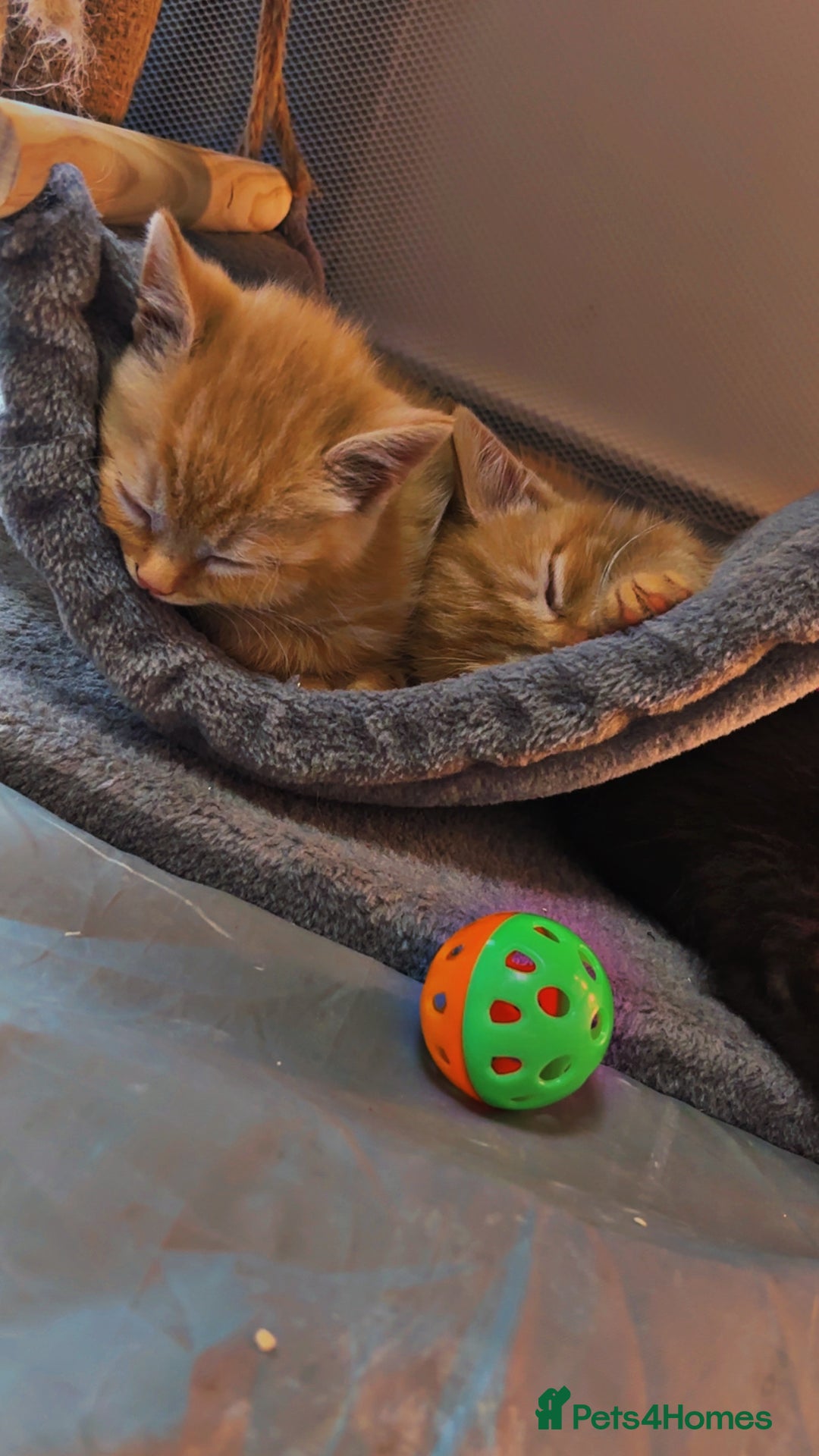 Mixed Breed cats for sale: British shorthair x kittens ready to leave mum!  - Image 9