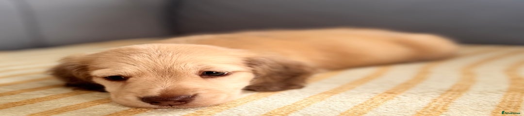 Miniature Dachshund Puppy 2