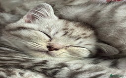British Shorthair cats for sale: British Short Hair White Kittens  - Image 1