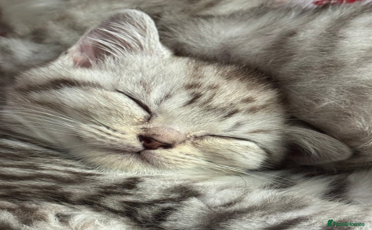 British Shorthair cats - Advert 14