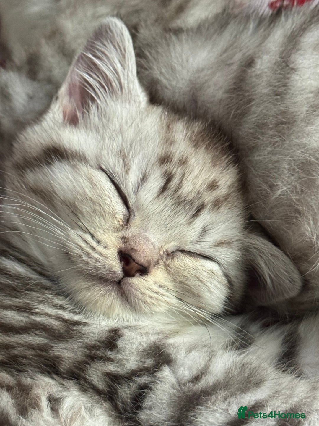 British Shorthair cats for sale: British Short Hair White Kittens  - Image 1