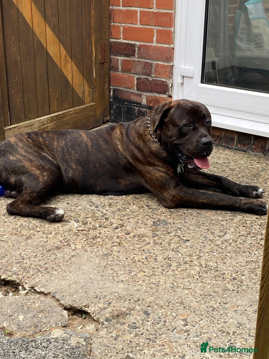 Presa Canario dogs for sale: 9-Month-Old Presa Canario Puppy - Advert 3