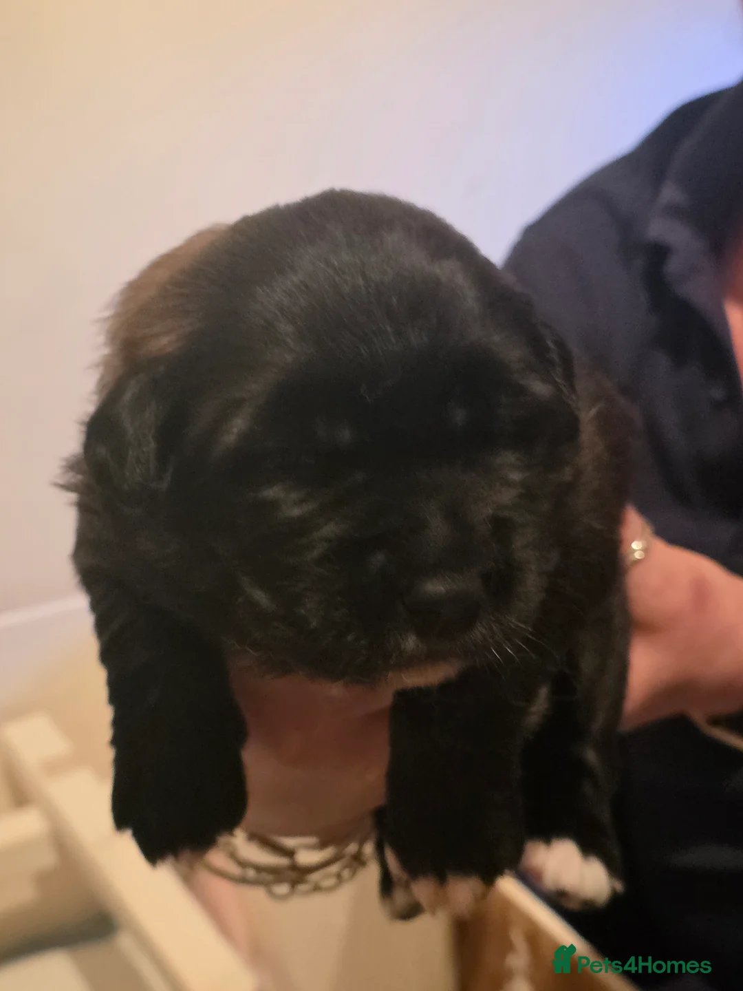 Mixed Breed dogs for sale: Beautiful saint bernard akita mix puppies - Advert 5