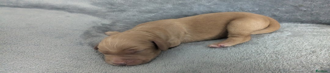 Cocker Spaniel Puppy 2