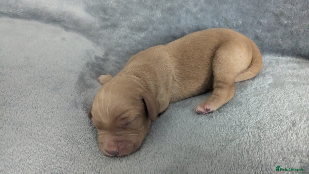 Cocker Spaniel dogs for sale: Adorable Working-Type Cocker Spaniel Puppies  - Image 7