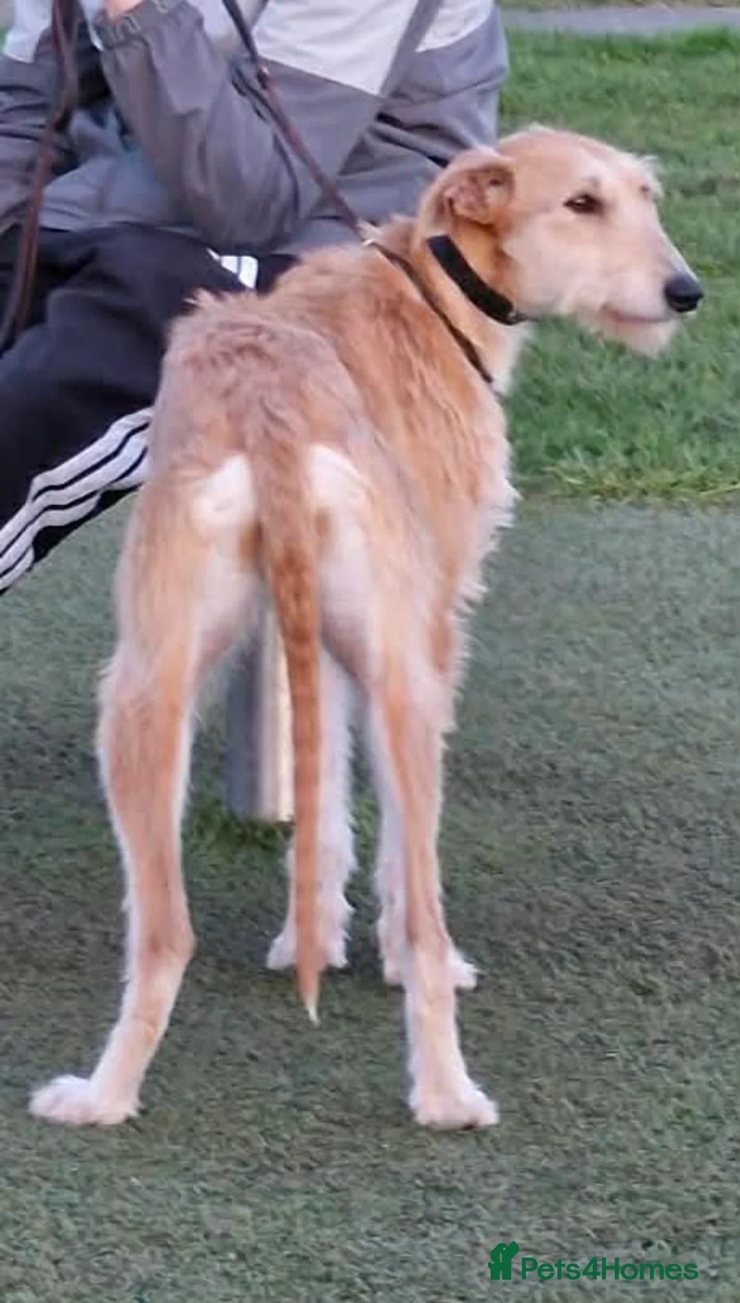 Lurcher dogs for sale: Working Saluki greyhound bitch - Advert 2