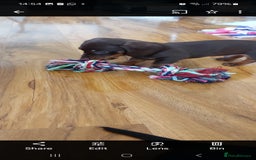 Miniature Dachshund dogs for sale: Minature dachshund  - Image 7