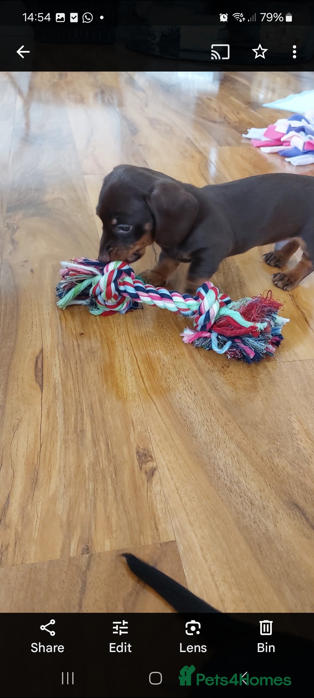 Miniature Dachshund dogs for sale: Minature dachshund  - Image 7