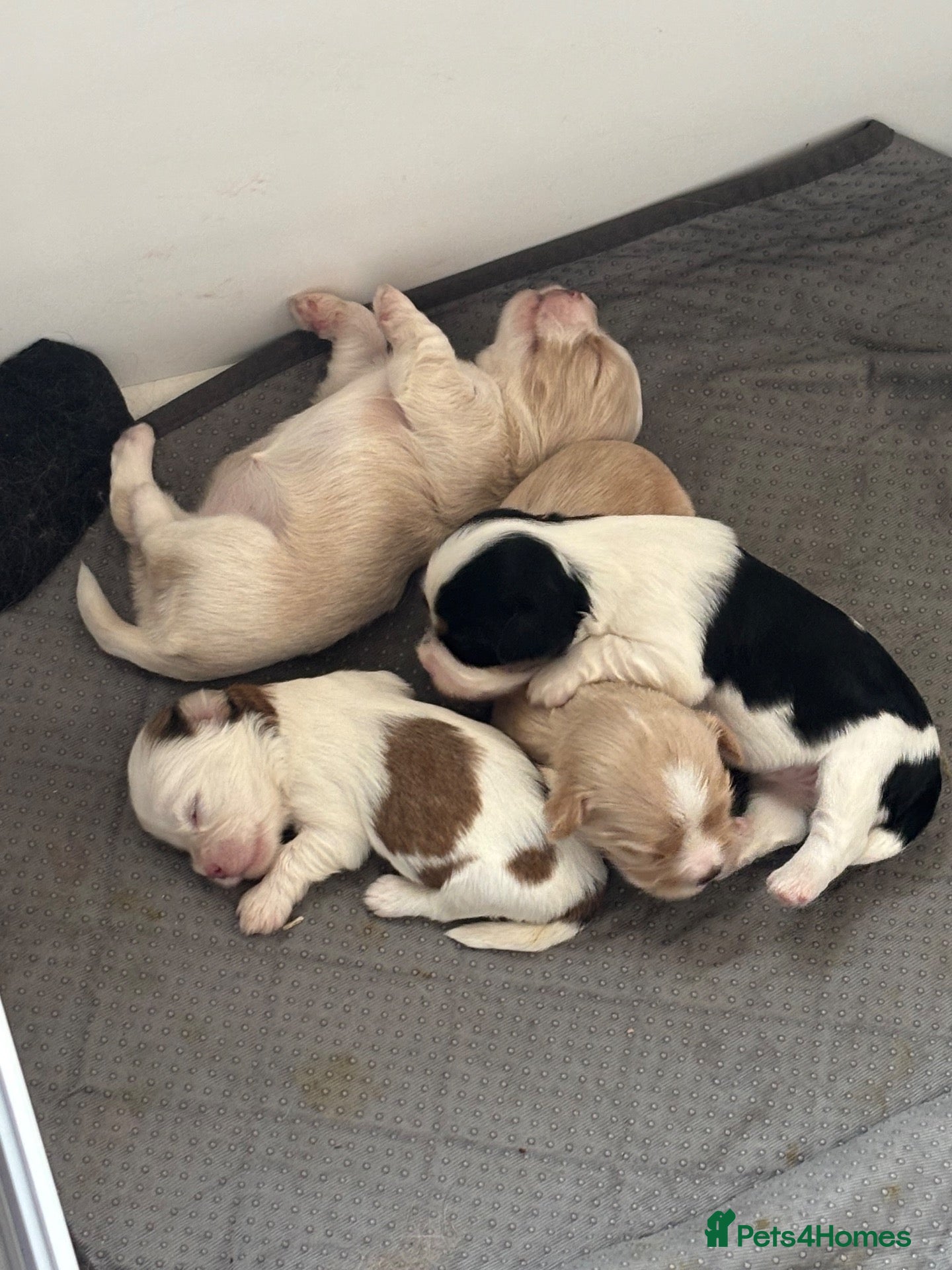 Mixed Breed dogs     Lhasa Cross Puppies Ready for Forever Homes - Advert 2