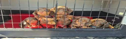 Miniature Dachshund dogs for sale: READY NOW KC reg miniature dachshund  - Advert 6
